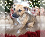 Small #9 Black Mouth Cur