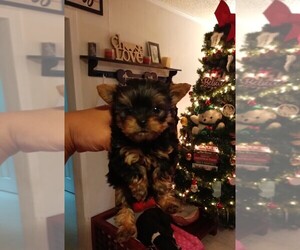 Yorkshire Terrier Puppy for sale in MONROE, LA, USA