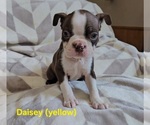 Puppy PendingDaisey Boston Terrier