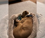 Small #8 Boxer