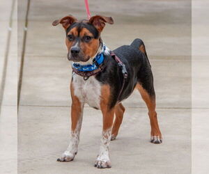 Mutt Dogs for adoption in San Jose, CA, USA