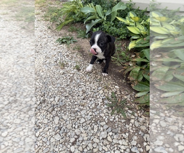 Medium Photo #7 Boston Terrier Puppy For Sale in FREDONIA, KS, USA