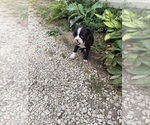 Small #6 Boston Terrier