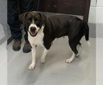 Small Pointer Mix