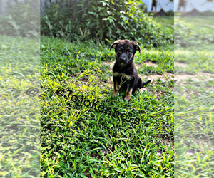 German Shepherd Dog Puppy for sale in VANCEBURG, KY, USA