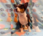 Small #1 Basenji