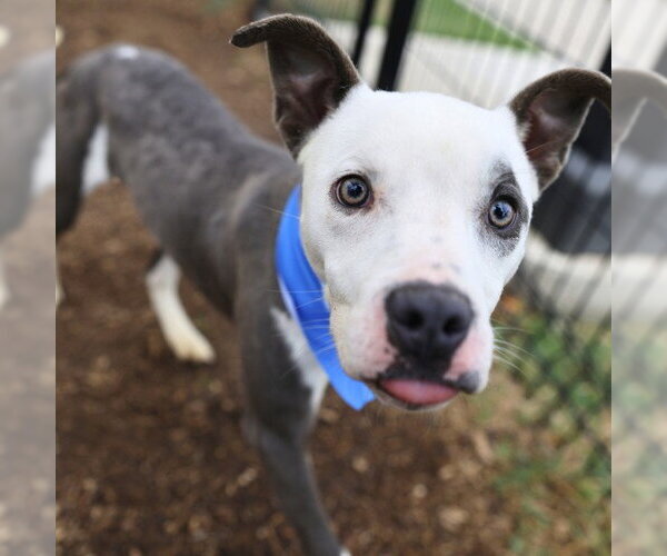 Medium Photo #1 American Staffordshire Terrier Puppy For Sale in San Antonio, TX, USA