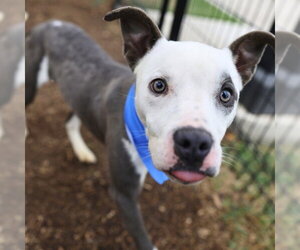 American Staffordshire Terrier Dogs for adoption in San Antonio, TX, USA