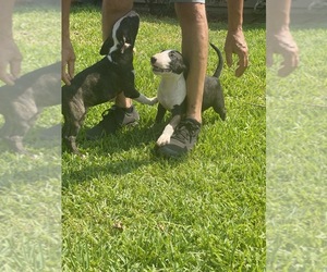 Bull Terrier Puppy for sale in RIVERSIDE, CA, USA