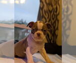 Puppy Black banded Boston Terrier
