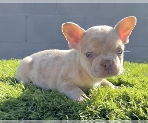 Medium Photo #6 French Bulldog Puppy For Sale in TALLAHASSEE, FL, USA