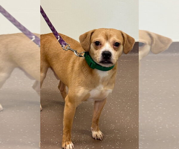 Medium Photo #3 Puggle Puppy For Sale in South Bend, IN, USA