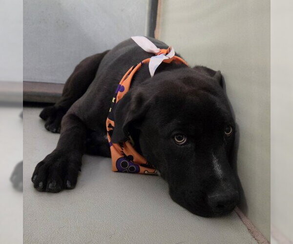 Medium Photo #1 Mutt Puppy For Sale in Bakersfield, CA, USA