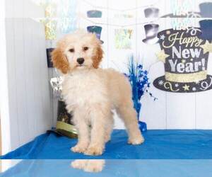 Goldendoodle (Miniature) Puppy for sale in BEL AIR, MD, USA
