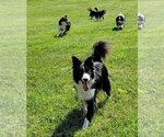 Small Photo #22 Border Collie Puppy For Sale in Highland, IL, USA