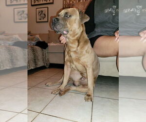 Father of the American Pit Bull Terrier-Cane Corso Mix puppies born on 02/14/2025