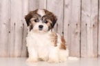 Small Photo #1 Havashu Puppy For Sale in MOUNT VERNON, OH, USA
