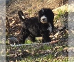 Small Photo #9 Bernedoodle Puppy For Sale in GREENWOOD, IN, USA