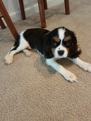 Cavalier King Charles Spaniel Puppy for sale in COVINGTON, GA, USA