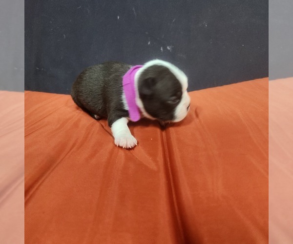 Medium Photo #3 Boston Terrier Puppy For Sale in AFTON, WY, USA