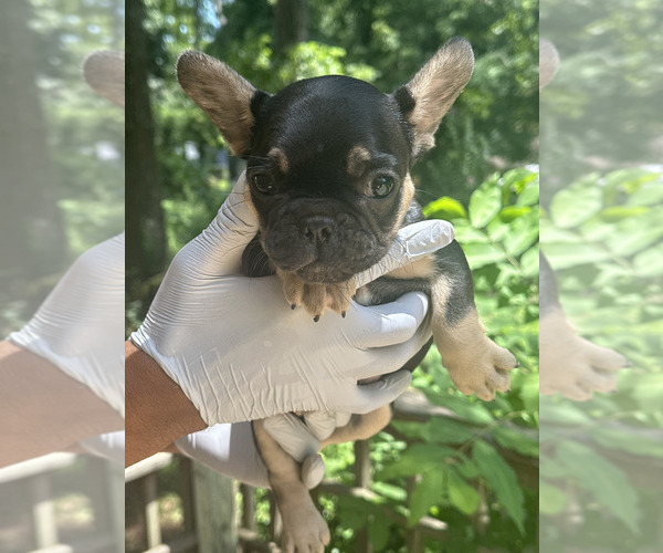 Medium Photo #3 French Bulldog Puppy For Sale in DECATUR, GA, USA