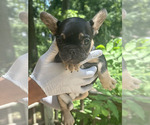 Small #2 French Bulldog