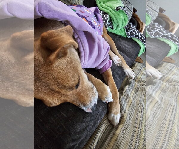 Medium Photo #6 Labrador Retriever-Unknown Mix Puppy For Sale in Sandy, UT, USA