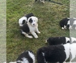 Small #14 Old English Sheepdog