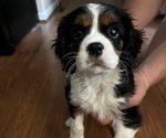 Puppy Weston Cavalier King Charles Spaniel