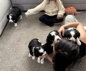 Miniature Bernedoodle Litter for sale in IDAHO FALLS, ID, USA