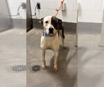 Small Mutt