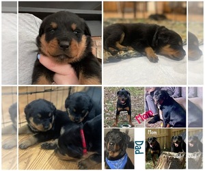 Rottweiler Puppy for sale in BATTLE CREEK, MI, USA