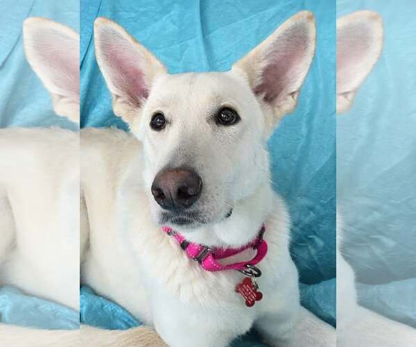 Medium Photo #4 Unknown-white german shepherd Mix Puppy For Sale in Cuba, NY, USA