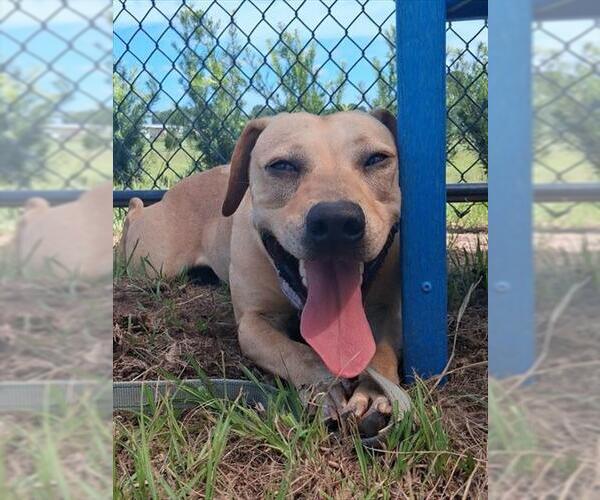 Medium Photo #2 Black Mouth Cur-Labrador Retriever Mix Puppy For Sale in Ocala, FL, USA