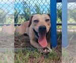 Small #1 Black Mouth Cur-Labrador Retriever Mix