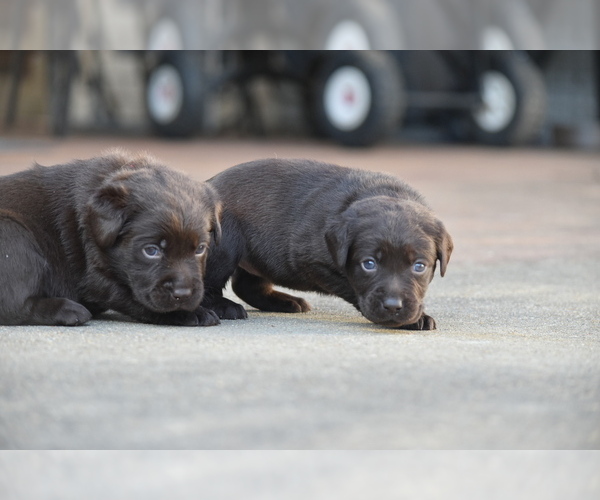 Medium Photo #2 Labrador Retriever Puppy For Sale in COVINGTON, TN, USA