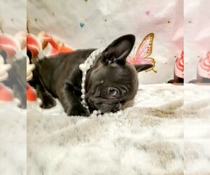 French Bulldog Puppy for sale in BOSTON, KY, USA