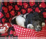 Small Photo #4 Poodle (Standard) Puppy For Sale in EDGEWOOD, NM, USA