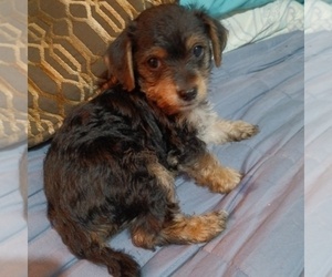 Dorkie Puppy for sale in JOHNSTOWN, PA, USA