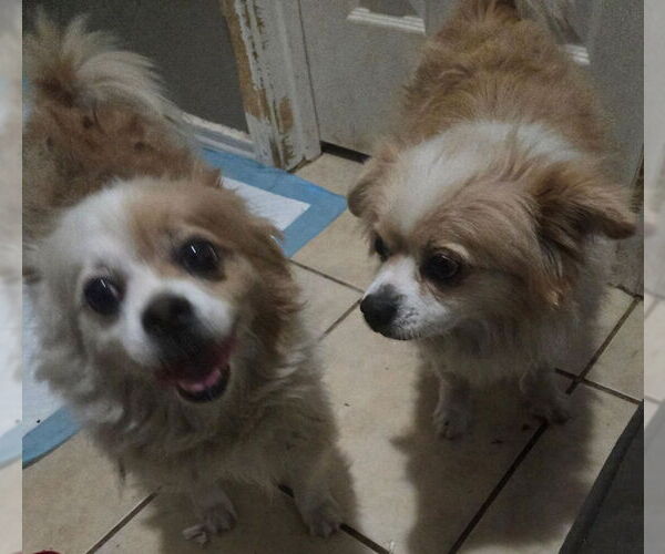 Medium Photo #4 Pomeranian Puppy For Sale in San Antonio, TX, USA