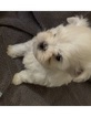 Small Photo #3 Maltese Puppy For Sale in LEXINGTON, KY, USA