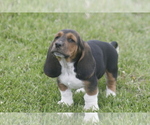 Puppy KEN Basset Hound