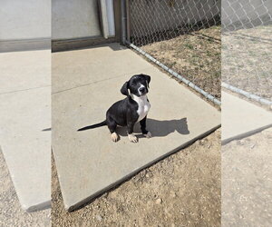 Boxer-Unknown Mix Dogs for adoption in Maquoketa, IA, USA