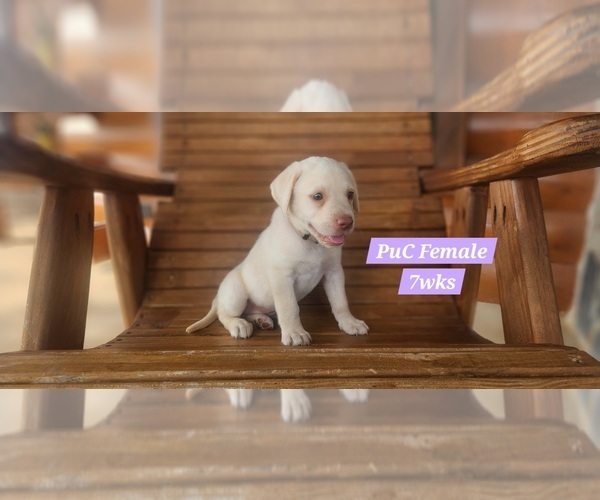 Medium Photo #103 Labrador Retriever Puppy For Sale in EDGEWOOD, TX, USA