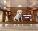 Small Photo #103 Labrador Retriever Puppy For Sale in EDGEWOOD, TX, USA