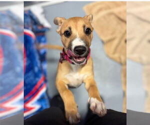 Black Mouth Cur-Unknown Mix Dogs for adoption in Lakewood, CO, USA