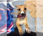 Small Black Mouth Cur Mix