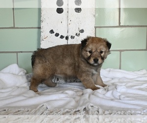Beabull-Siberian Husky Mix Puppy for sale in MILLERSBURG, OH, USA