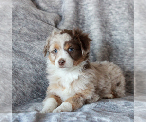 Miniature Australian Shepherd Puppy for sale in NARVON, PA, USA