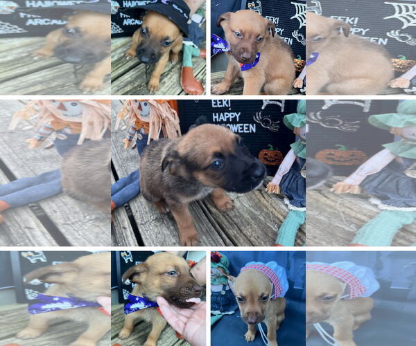 Medium Photo #5 American Staffordshire Terrier-Unknown Mix Puppy For Sale in columbia, SC, USA